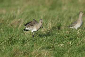 A Black-tailed Godwit, Limosa limosa, hunting for food in a field.