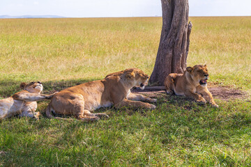 Lions lying down in the shade, a hot day on the savanna