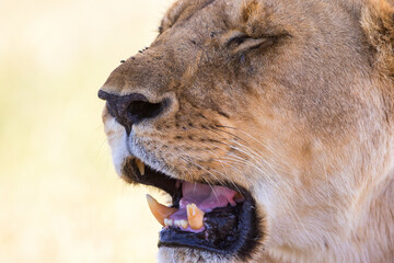 Fototapeta premium Close up of a female lion with open mouth