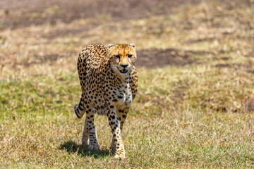 Cheetah who walks against us