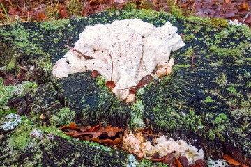 Tree stump with a white mushroom and autumn leaves