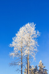 Frosty deciduous tree canopy at a sunny blue sky