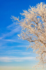Frosty tree branches a cold winter day with a blue sky