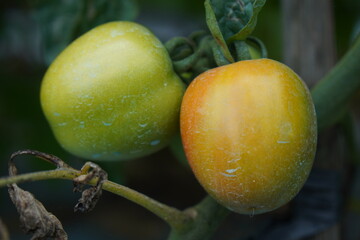 Two tomatoes on a vine, one green and one partially red, showcasing the ripening process.