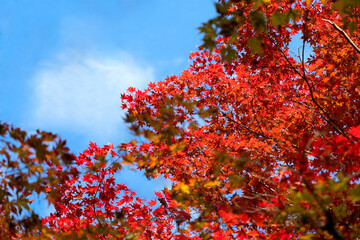 2024.11富山市の呉羽山明るい紅葉