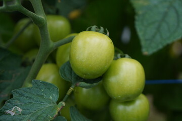 A cluster of green tomatoes growing on a vine, with leaves visible in the background