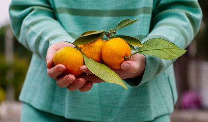 Woman holding fresh mandarins with leaves close-up