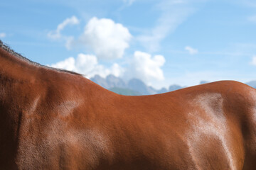 The outline of a brown horse in a horizontal image.