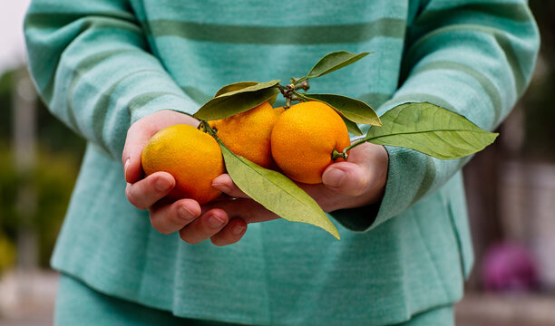 Woman holding fresh mandarins with leaves close-up