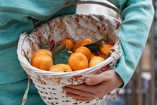Woman holding basket with fresh mandarins with leaves