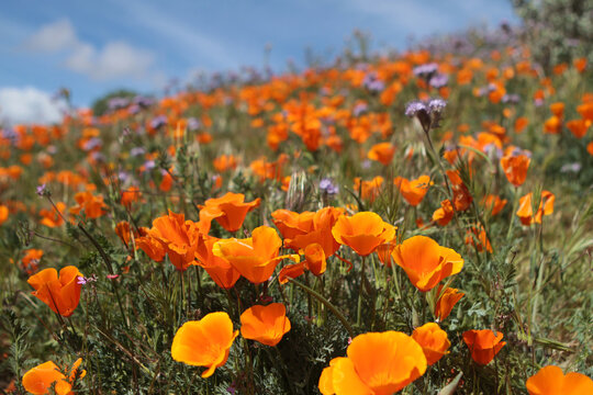 Orange Poppies and Purple Lacy Phacelia on Hillside