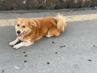 domestic,animal,dog,puppy,golden,couple