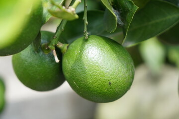 A close-up view of two green limes hanging from a tree branch, with leaves visible in the background.