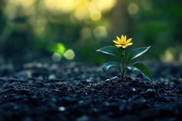 Close-up view of a single yellow flower emerging from dark soil