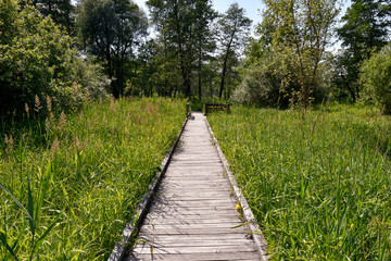 Obraz premium Wooden pathway in lush green reed wetland with scenic summer landscape