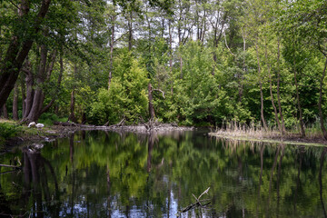 Scenic Summer Landscape with Calm River and Lush Greenery in Poland