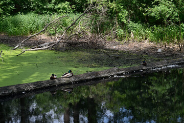 Scenic Summer Landscape with Calm River and Lush Greenery in Poland
