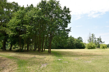 Scenic Summer Landscape with Calm River and Lush Greenery in Poland