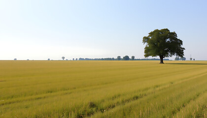 Lone Tree in Golden Field,