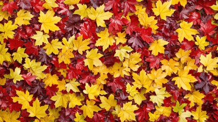 Vibrant autumn leaves background design in yellow and red showcasing falling maple leaves in a picturesque landscape scene.
