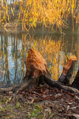 Trunks in a park gnawed by beavers