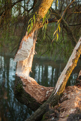 Trunks in a park gnawed by beavers