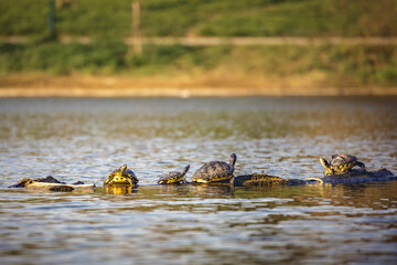 Florida red-eared slider (Trachemys scripta elegans)