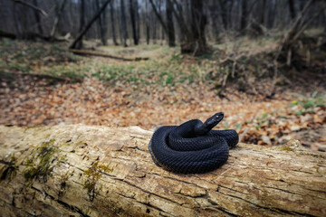 Nikolsky's viper (Vipera berus nikolskii)
