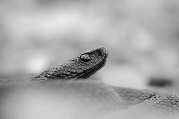 Nikolsky's viper (Vipera berus nikolskii)