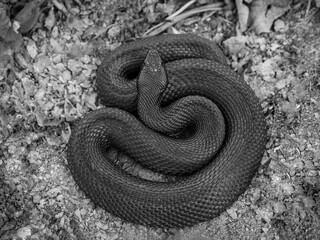 Nikolsky's viper (Vipera berus nikolskii)