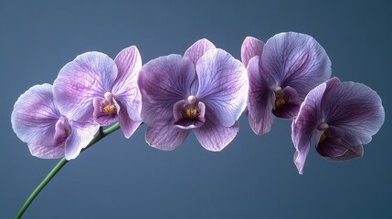 Fototapeta premium Elegant close-up of white and purple orchid blossoms with delicate petals against a soft gray background showcasing natural beauty and grace.