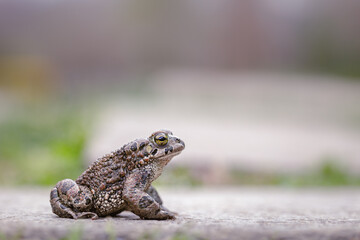 Green toad (Bufotes viridis)