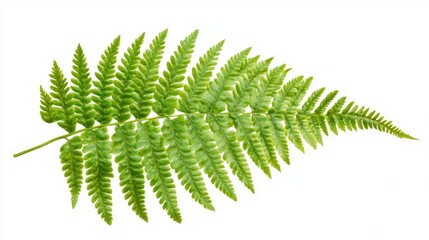 tropical fern leaf isolated on white background perfect for design and nature themed projects showcasing botanical elements