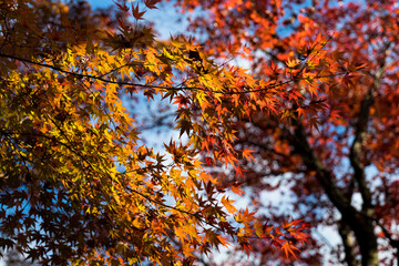 2024.11富山市の呉羽山明るい紅葉