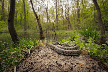 Grass snake (Natrix natrix) in its environment