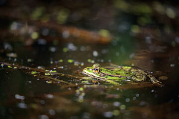 Edible frog (Pelophylax esculentus)