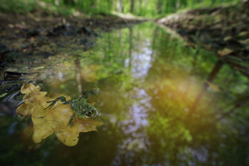 Fire-bellied toad (Bombina bombina) in its environment