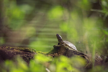 European pond turtle (Emys orbicularis)