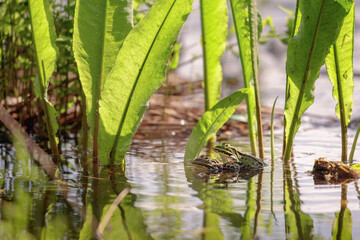 Marsh frog (Pelophylax ridibundus)