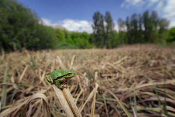 Oriental tree frog (Hyla orientalis)