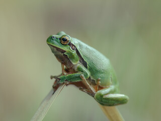 Oriental tree frog (Hyla orientalis)