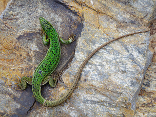 East Aegean Green Lizard (Lacerta diplochondrodes dobrogica) female