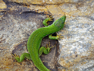 East Aegean Green Lizard (Lacerta diplochondrodes dobrogica) male