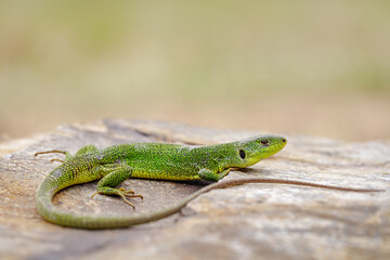 East Aegean Green Lizard (Lacerta diplochondrodes dobrogica) male