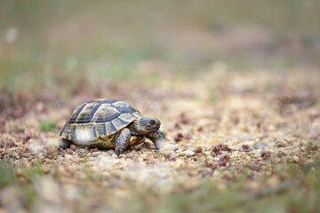 Greek tortoise (Testudo graeca)