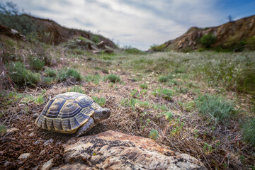 Obraz premium Greek tortoise (Testudo graeca)
