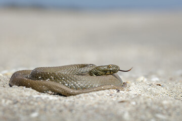 Dice snake (Natrix tessellata)
