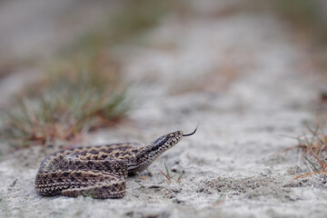 Moldavian steppe viper (Vipera ursinii moldavica)
