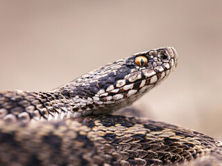 Moldavian steppe viper (Vipera ursinii moldavica)