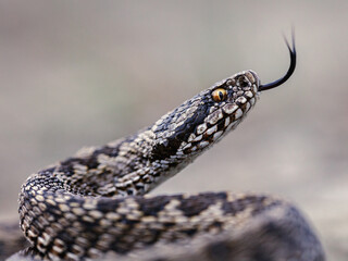 Moldavian steppe viper (Vipera ursinii moldavica)